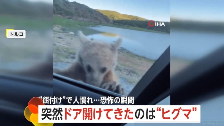 観光客が乗った車のドアをヒグマが開けようとする瞬間（3）
