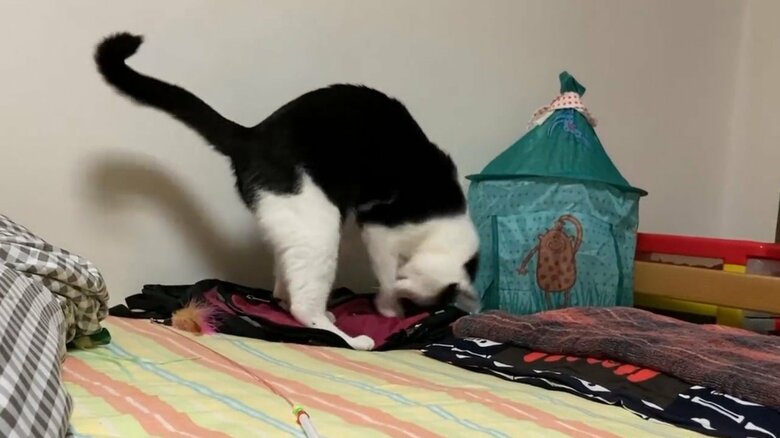 頭を腹側に向けてでんぐり返しの準備している