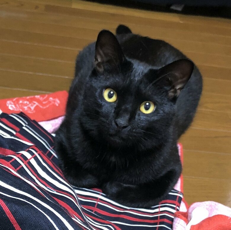 真っすぐこちらを見てくるイケ猫のくろのすけくん
