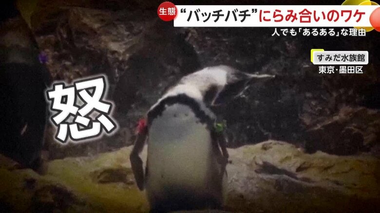 首を大きく曲げるのは、怒っているあかしといわれているペンギン