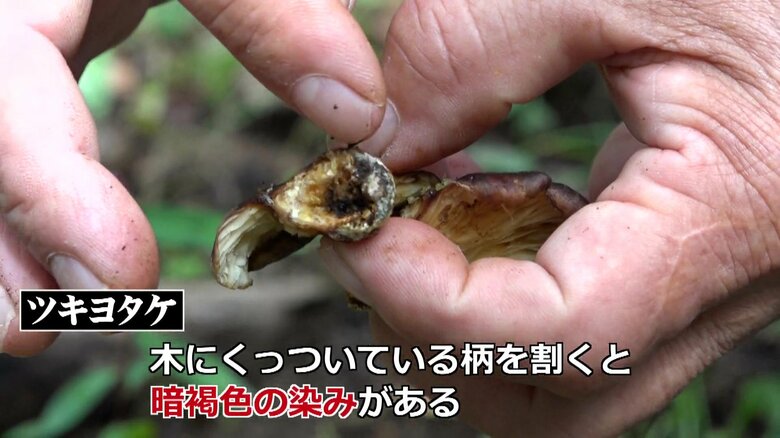 ツキヨタケの木との付着部分を割いた様子