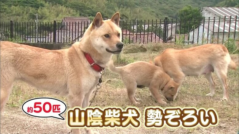 約50匹の「山陰柴犬」が大集合！