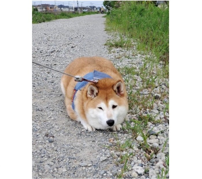 提供：柴犬ななさん