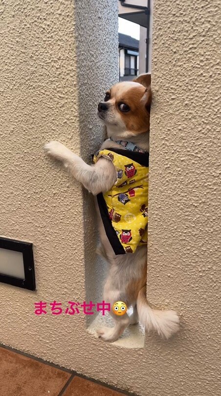 提供：SORA/ちわわさん