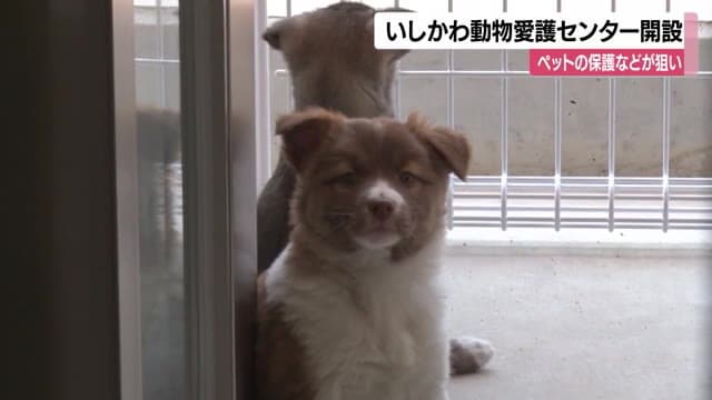 能登半島地震で保護した犬やネコを保護…石川県が8億円あまりかけた保護施設がオープン