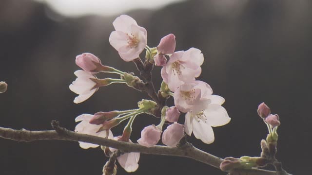 【速報】鳥取で桜開花　２０２３年より１０日遅く