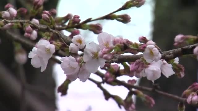 高松市で桜開花　栗林公園では２７日から春のライトアップ　津山市では独自に「開花宣言」【香川・岡山】