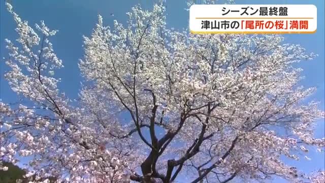 県天然記念物・津山市阿波の「尾所の桜」満開に　推定樹齢５８０年で高さ１４メートル【岡山】