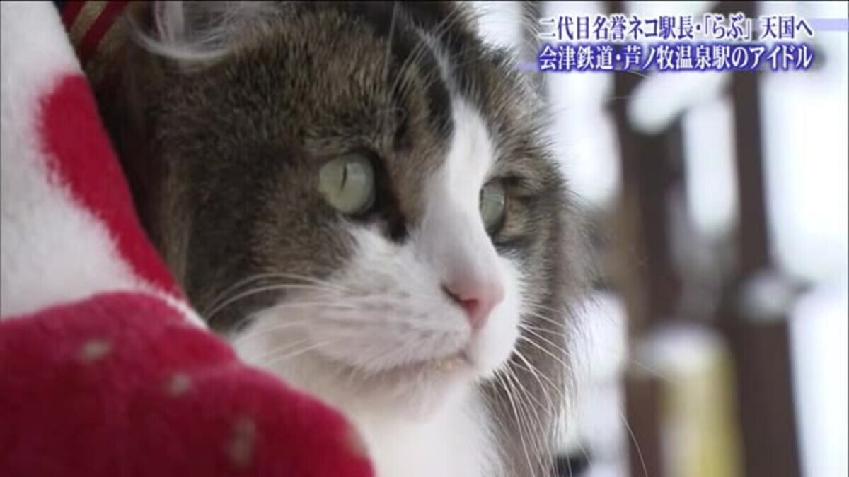 二代目名誉駅長ネコ らぶ が永眠 天国へ旅立つ 会津鉄道 芦ノ牧温泉駅 Fnnプライムオンライン 二代目名誉駅長ネコ らぶ が永眠 天国へ旅立つ 会津鉄道 芦ノ牧温泉駅 Fnnプライムオンライン
