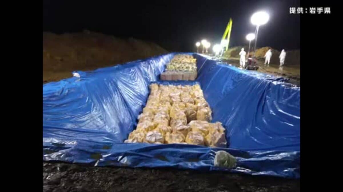 ニワトリ約56万羽の殺処分完了 金ケ崎町の養鶏場で鳥インフル 岩手県