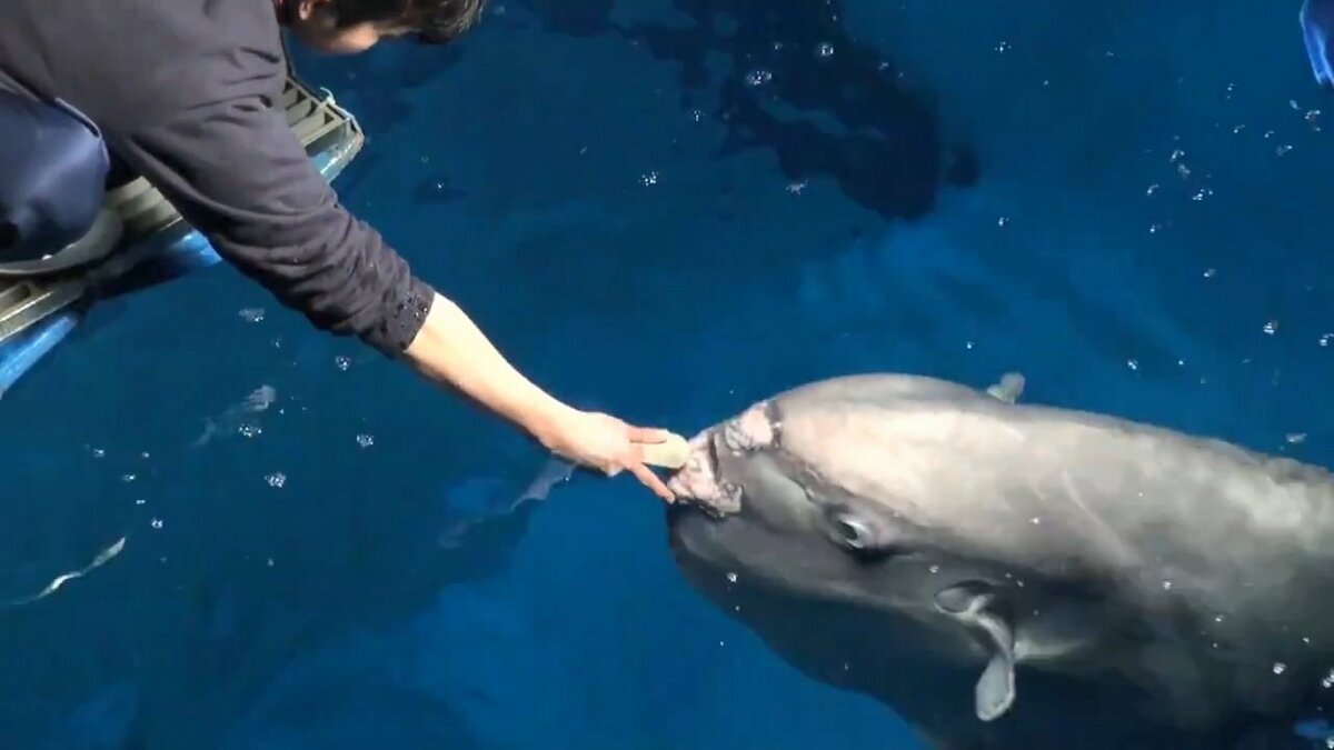マンボウの顔 を瞬時に見分けてエサを与える職人ワザ 見分け方を飼育員に聞いてみた Fnnプライムオンライン