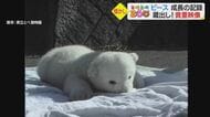 22歳のホッキョクグマ「ピース」人工ほ育の国内最長記録更新中…誕生からの愛らしい姿振り返る【愛媛発】