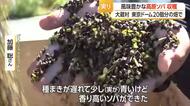 風味豊かな高原ソバ収穫・東京ドーム20個分　山形・大蔵村湯の台高原