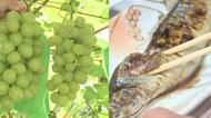 秋の味覚に異変　収穫最盛期の「ブドウ」猛暑の影響で小粒に　一方「サンマ」は前年同時期に比べ約2倍の豊漁【大分発】