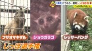 しっぽが1番長いのは? 「とべ動物園」しっぽ選手権開催 長さを生かした使い方や意外な役割も調査