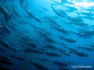 マグロ・カツオ類漁業は気候変動のリスクを最も受けやすいということが新たな研究で明らかに