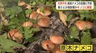 「例年の3割しか採れない」天然キノコが不作、暑さと少雨が影響か　栽培ものの収穫にも不安　秋田・大館市