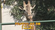 長～い首にフサフサのまつげ  もうすぐお別れ  動物園の人気者キリン  多くのファンが別れを惜しむ 【福岡発】