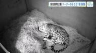 チーターの子どもじゃれあい中に骨折　６月に生まれたばかりの１頭　命に別状なし　広島・安佐動物公園