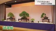 黒松や五葉松など70点を展示　日本盆栽協会宮崎支部創立50周年記念　盆栽展