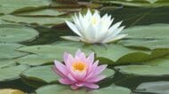 白やピンクの可憐な花が咲く…三重県御浜町の公園で『スイレン』が見頃迎える 約50アールの池に数百輪