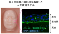 日本メナード化粧品、第51回日本香粧品学会学術大会において独自の人工皮膚モデル研究で会頭賞を受賞！
