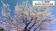県天然記念物・津山市阿波の「尾所の桜」満開に　推定樹齢５８０年で高さ１４メートル【岡山】