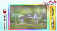 みつけタグラム ヒッソリ…春を告げて踊る妖精!?【愛媛】