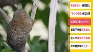 体長は“最少クラス” ピグミーマーモセットの赤ちゃん