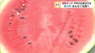 甘いスイカで新型コロナを吹き飛ばせ!特産鳥取すいか初出荷へ出来栄えに手応え(鳥取・北栄)
