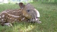 絶滅危惧種“お宝”ベビー バクの赤ちゃん アメリカ