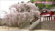 【ふくしま桜紀行】いわき市 小川諏訪神社