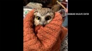 ツリーの珍客 ふるさとへ? いっしょに運ばれNYに