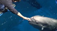 「マンボウの顔」を瞬時に見分けてエサを与える職人ワザ! 見分け方を飼育員に聞いてみた
