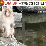 【独自】“左手ない猿”は餌付けされた？パンク町田氏「無視が一番」警鐘鳴らす…住民「芝生でくつろいでた」人を恐れず住宅街での目撃相次ぐ　神奈川・茅ヶ崎