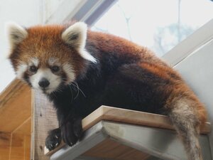 実に39年ぶり…レッサーパンダ3頭を3/10から公開 感染拡大で1月から延期に 名古屋・東山動植物園