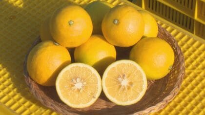 レモン×オレンジの自然交雑…『マイヤーレモン』の収穫が最盛期 三重県内の道の駅やネット販売等に出荷予定