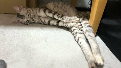 「こんな形になることあるんや」隅っこで直角にフィットする猫がかわいい…普段から不思議な寝相？飼い主に聞いた