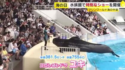 飼育“9000日”で国内記録を更新中　コビレゴンドウ「ユキ」の特別ショー　マリンワールド海の中道　福岡市