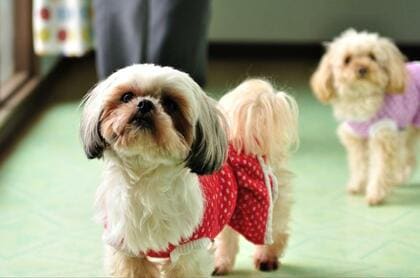 室内犬をお迎えする時に大変なこととは？実際の意見を飼い主200人にアンケート調査！