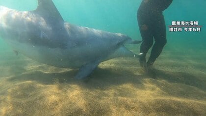【独自取材】イルカの“かみつき”1日6件…引きずり込まれ溺れる危険も じゃれあいがエスカレートか