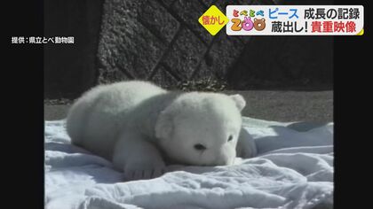 22歳のホッキョクグマ「ピース」人工ほ育の国内最長記録更新中…誕生からの愛らしい姿振り返る【愛媛発】