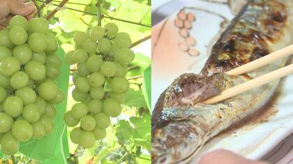 秋の味覚に異変　収穫最盛期の「ブドウ」猛暑の影響で小粒に　一方「サンマ」は前年同時期に比べ約2倍の豊漁【大分発】