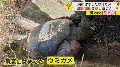 ウミガメがなぜか側溝に！重さ100kg超えを15人がかりで救出　産卵場所を探し迷い込んだか　鹿児島・奄美大島