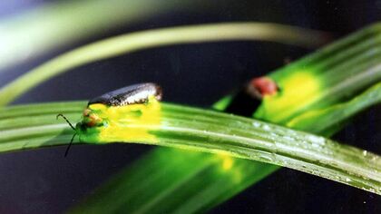 夏の風物詩“ホタル” どこでみられる？ 札幌市の都心部から約7キロの場所に『ホタルの小川』 圧巻の1000匹超が幻想的に彩る沼田町の『ほたるの里』 長い年月をかけて住民が水辺を整備 北海道