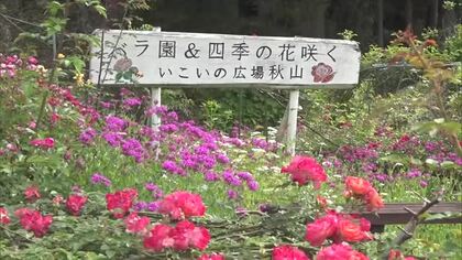 亡き妻に捧ぐ　串間市秋山のミニバラ園が見頃　バラの後はアジサイも