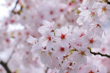 桜前線北上中、今春のお花見は?お花見について調査しました!【1000人アンケート】