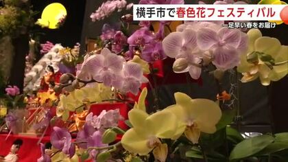 一足早く春を感じて！洋ランなどを展示販売　秋田ふるさと村で「春色花フェスティバル」　秋田・横手市