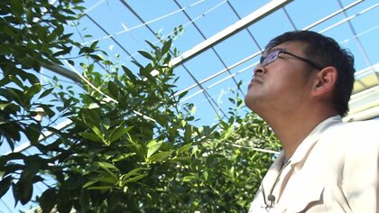 使う重油を減らす“節油”しかない…燃料高騰に苦しむ農家 経費削減も限界 農業存続に向け“代替エネルギー”摸索も