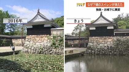 消えた高知城のスイレン　わずか半年で激減…外来魚に食べられた？ 季節の風物詩復活は「まだ未検討」